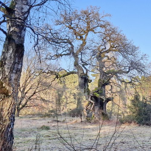 Nöttinger Viehweide Eiche