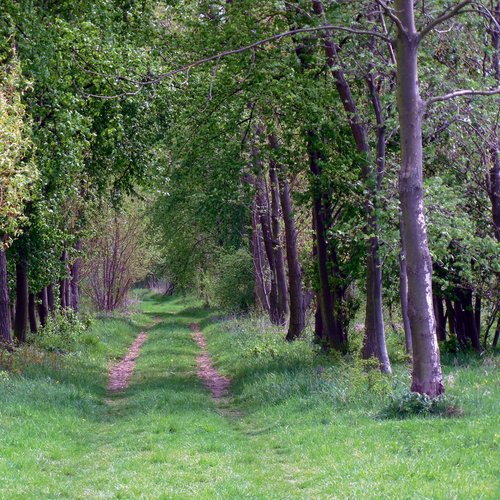 Werbemotiv Waldbaden