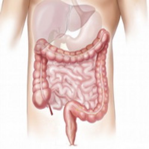 Grafik menschlicher Darm in Torso