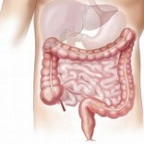 Grafik menschlicher Darm in Torso