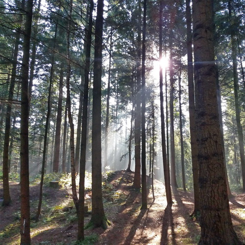 Waldlichtung